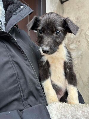 Eddie, Mischling Welpen - Rüde