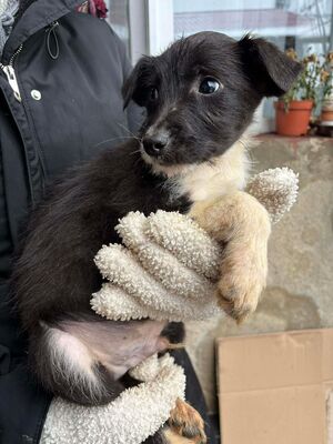 Eddie, Mischling Welpen - Rüde