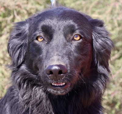 Eddie, Setter - Mix - Rüde