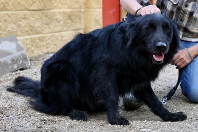 Eddie, Setter - Mix - Rüde