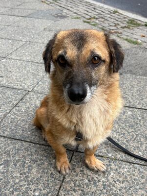 Eddy, Mix - Rüde