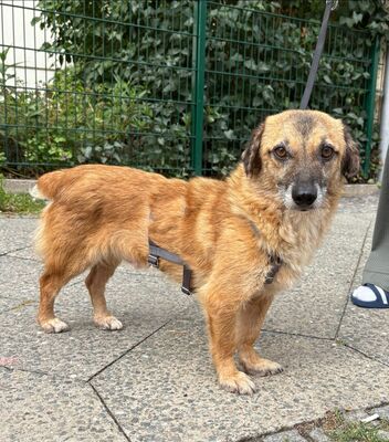 Eddy, Mix - Rüde