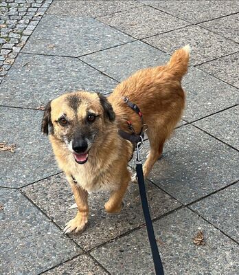 Eddy, Mix - Rüde