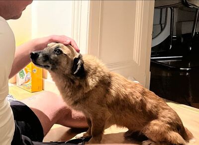 Eddy, Mix - Rüde