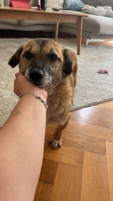 Eddy, Mix - Rüde