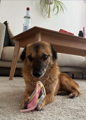 Eddy, Mix - Rüde