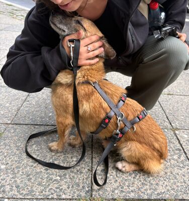 Eddy, Mix - Rüde