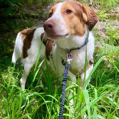 Eddy - ein lernbereiter und interessierter Rüde, Mischling - Rüde