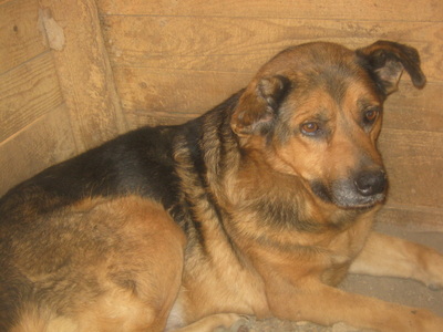 Eddy freut sich auf sein NEUES Leben-NOTFALL, Mischling - Rüde