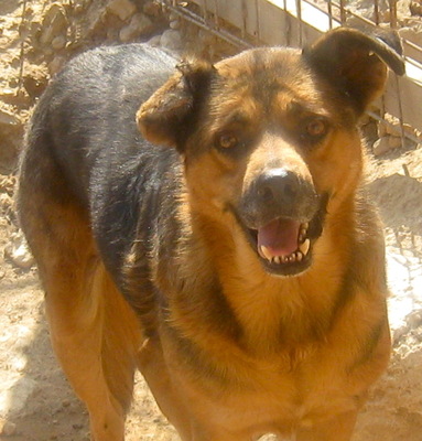 Eddy freut sich auf sein neues Leben-NOTFALL