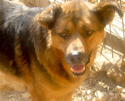Eddy freut sich auf sein neues Leben - NOTFALL