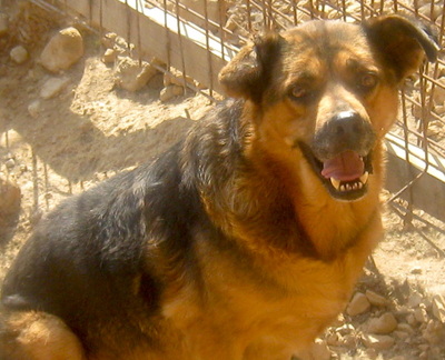 Eddy freut sich auf sein neues Leben - NOTFALL, Mischling - Rüde