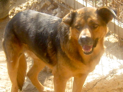 Eddy freut sich auf sein neues Leben-NOTFALL, Mischling - Rüde