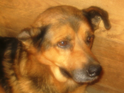 Eddy freut sich auf sein neues Leben-NOTFALL, Mischling - Rüde