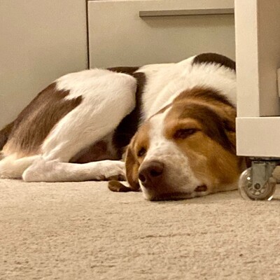 Eddy - lernbereit, interessiert, feinfühlig 😇, Mischling - Rüde