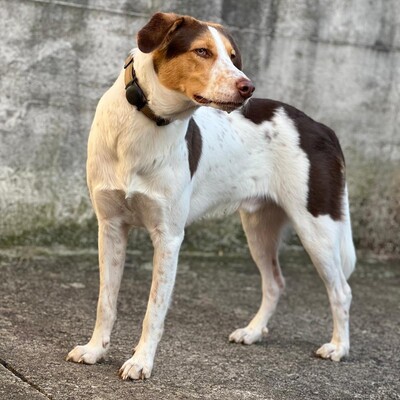 Eddy - lernbereit, interessiert, feinfühlig 😇, Mischling - Rüde