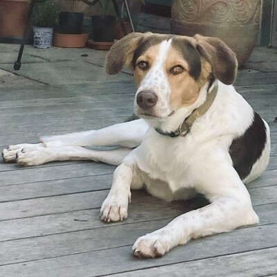 Eddy - lernbereit, interessiert, feinfühlig 😇, Mischling - Rüde