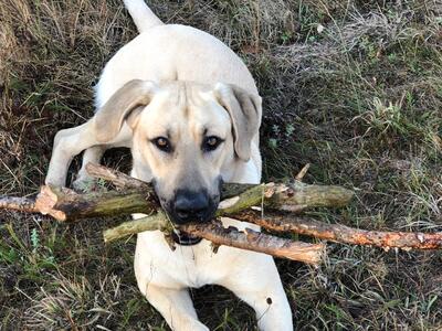 Edgar, Malinois, Deutscher Schäferhund, Rhodesian Ridgeback - Rüde