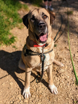 Efe Anatolischer Hirtenhund sucht immer noch ein Zuhause, Anatolischer Hirtenhund - Rüde