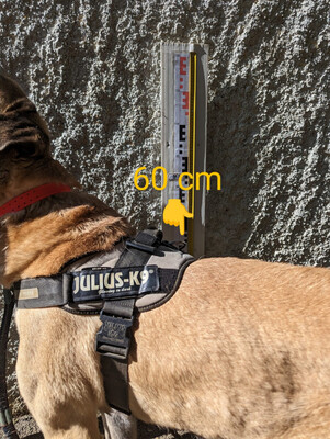 Efe Anatolischer Hirtenhund sucht immer noch ein Zuhause, Anatolischer Hirtenhund - Rüde