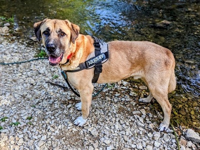 Efe Anatolischer Hirtenhund sucht immer noch ein Zuhause, Anatolischer Hirtenhund - Rüde