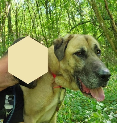 Efe Anatolischer Hirtenhund sucht immer noch ein Zuhause, Anatolischer Hirtenhund - Rüde