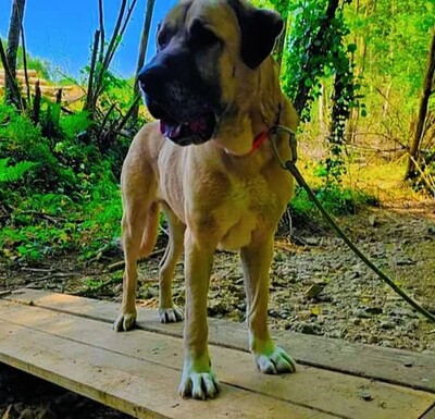 Efe hübscher Anatolischer Schäferhund Rüde braucht ein Zuhause, Anatolischer Hirtenhund - Rüde 1