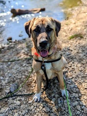 Efe hübscher Anatolischer Schäferhund Rüde braucht ein Zuhause, Anatolischer Hirtenhund - Rüde