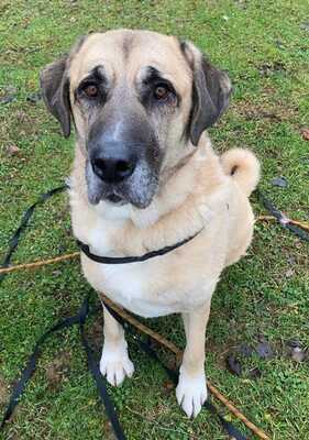 Efe hübscher Anatolischer Schäferhund Rüde braucht ein Zuhause, Anatolischer Hirtenhund - Rüde