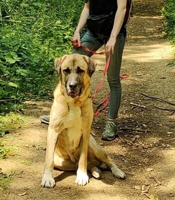 Efe hübscher Anatolischer Schäferhund Rüde braucht ein Zuhause, Anatolischer Hirtenhund - Rüde