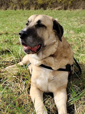 Efe hübscher Anatolischer Schäferhund Rüde braucht ein Zuhause, Anatolischer Hirtenhund - Rüde