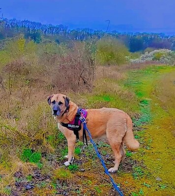 Efe hübscher Anatolischer Schäferhund Rüde braucht ein Zuhause, Anatolischer Hirtenhund - Rüde