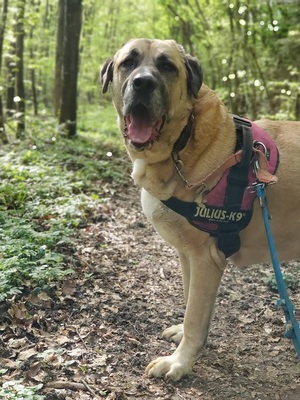 Efe hübscher Anatolischer Schäferhund Rüde braucht ein Zuhause, Anatolischer Hirtenhund - Rüde