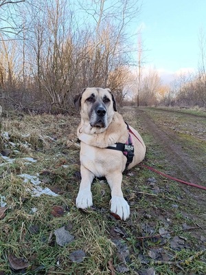 Efe hübscher Anatolischer Schäferhund Rüde braucht ein Zuhause, Anatolischer Hirtenhund - Rüde