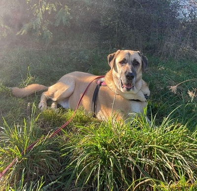 Efe hübscher Anatolischer Schäferhund Rüde braucht ein Zuhause, Anatolischer Hirtenhund - Rüde