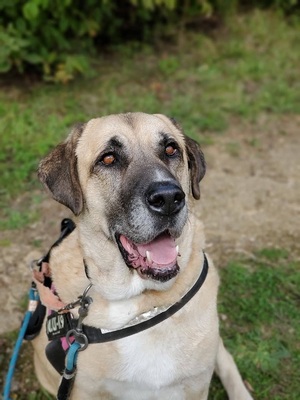 Efe hübscher Anatolischer Schäferhund Rüde braucht ein Zuhause, Anatolischer Hirtenhund - Rüde