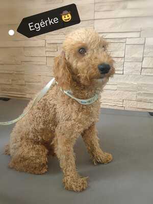 Egerke sucht seine Familie..., Pudel-Mischling - Rüde