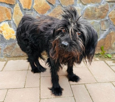 Egira - lieb, unproblematisch - RESERVIERT, Mischling - Hündin