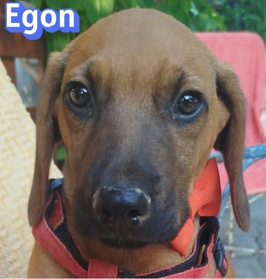 Egon