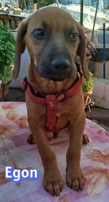 Egon, Bracken-Mix Welpen - Rüde