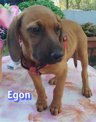 Egon, Bracken-Mix Welpen - Rüde