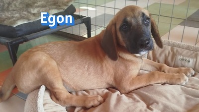 Egon, Bracken-Mix Welpen - Rüde