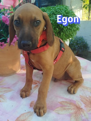 Egon, Bracken-Mix Welpen - Rüde
