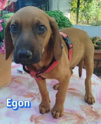 Egon, Bracken-Mix Welpen - Rüde