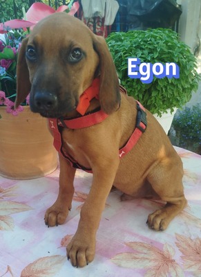 Egon, Bracken-Mix Welpen - Rüde