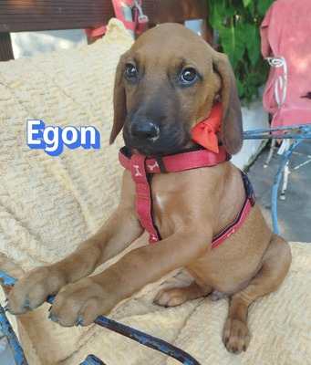 Egon, Bracken-Mix Welpen - Rüde
