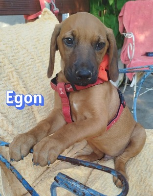Egon, Bracken-Mix Welpen - Rüde