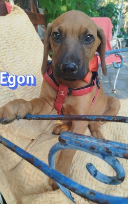 Egon, Bracken-Mix Welpen - Rüde