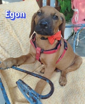 Egon, Bracken-Mix Welpen - Rüde