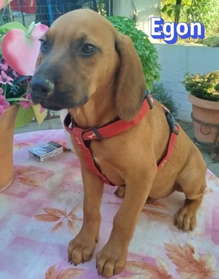 Egon, Bracken-Mix Welpen - Rüde